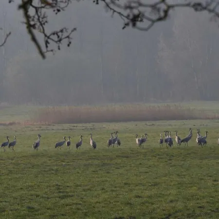 Gitta Gm 69879 * Graal-Müritz